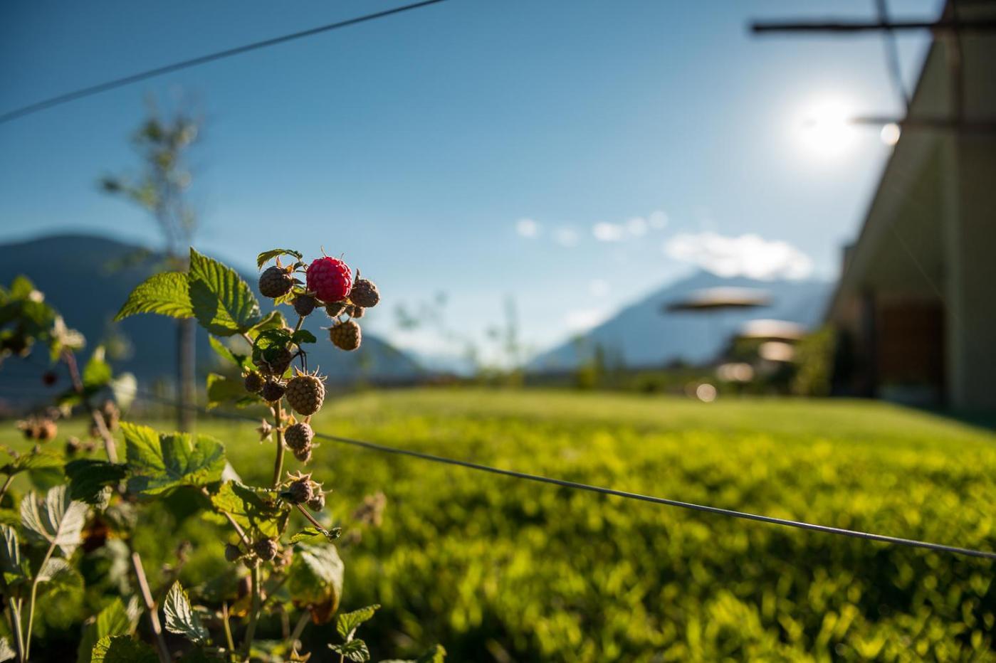 Pataunerhof Tirol Exteriör bild